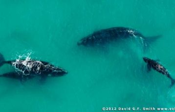 Südafrika Safari Reisen 12 Tage ab 1.950 &euro;