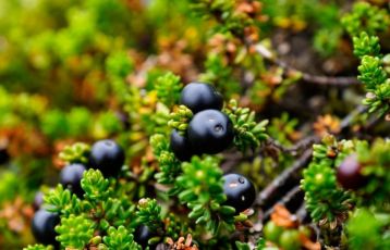 Island Abenteuerurlaub 15 Tage ab 2.960 &euro;