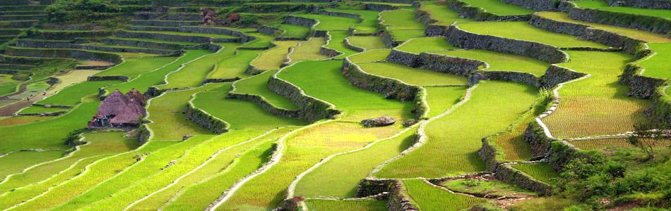 Reisterassen Nord Luzons
