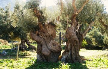 Mallorca Singlereisen 7 Tage ab 0 &euro;