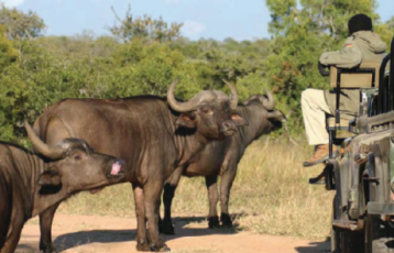 Südafrika Safari Reisen 3 Tage ab 508 &euro;