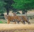 Auf Tigersafari im Ranthambore Nationalpark