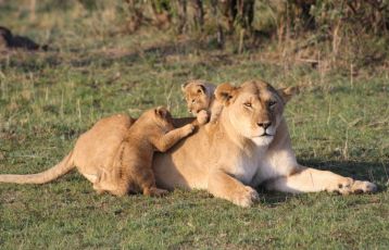 Kenia Safari Reisen 10 Tage ab 0 &euro;
