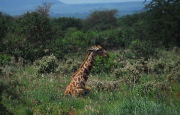 Tansania Safari Reisen 11 Tage ab 0 &euro;